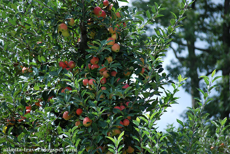 Яблочный сад в Джорджии. Apple orchard.