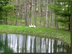 IMG_0980 IMG_0980