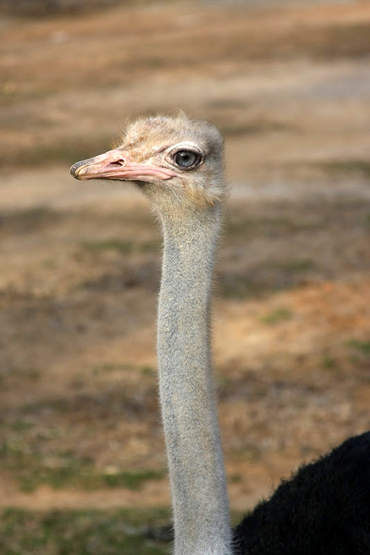 IMAGE: http://lh6.ggpht.com/_KCZEuPg6NCc/SbPo8I3WUAI/AAAAAAAAAW0/V745e6DAJtg/s800/IMG_4895.JPG