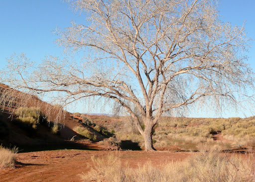 cottonwood