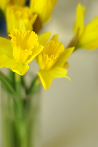[daffodils in vase[6].jpg]
