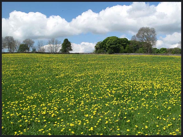 [0905dandelion3[3].jpg]