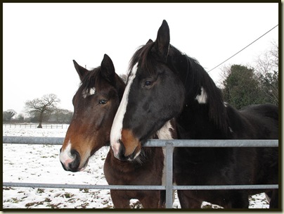 Two friendly horses