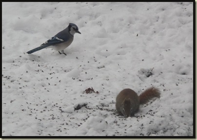 Blue Jay / Red Squirrel