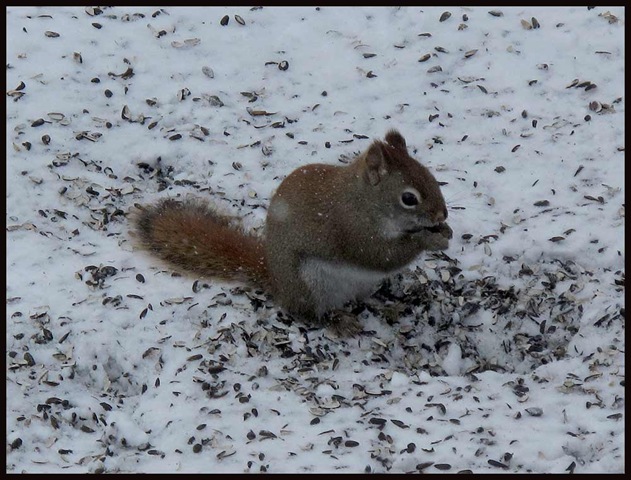 [0103squirrel[3].jpg]