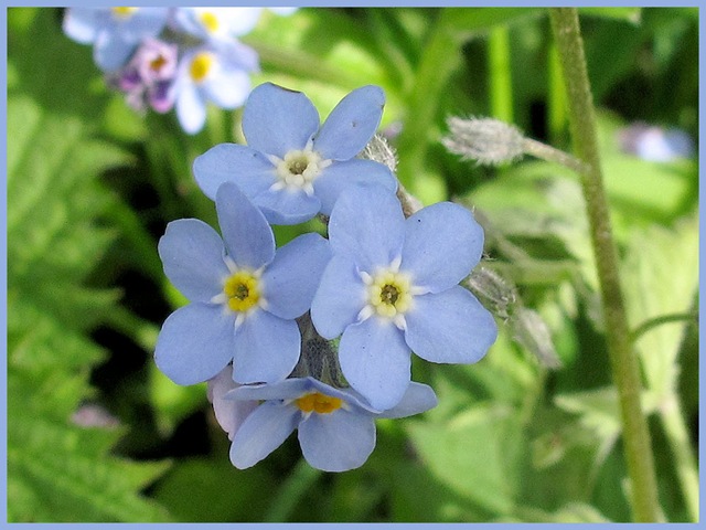 [0206forgetmenot[3].jpg]