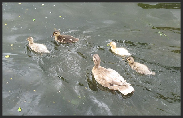 [1803ducks[3].jpg]