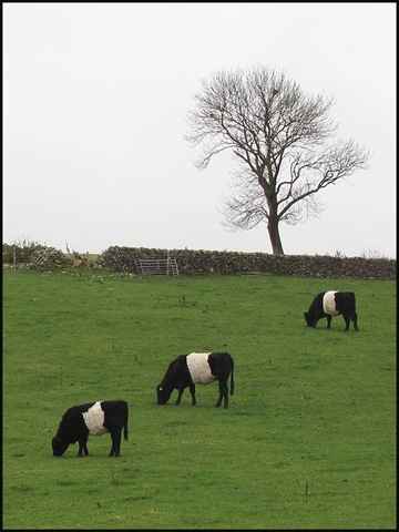 [1210cows[3].jpg]