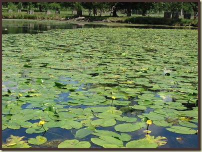 A pond full of Yellow Water Lily