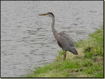 Heron