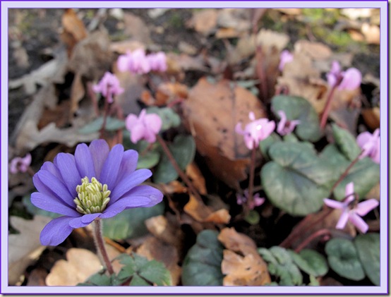 Anemone and Cyclamen