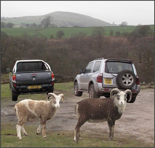 [0404sheep[4].jpg]