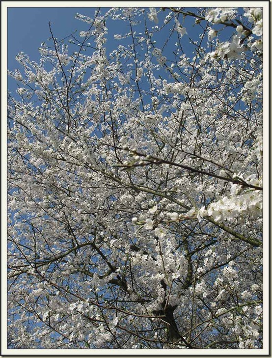 Blackthorn blossom Blackthorn blossom