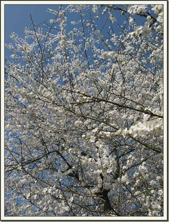 Blackthorn blossom