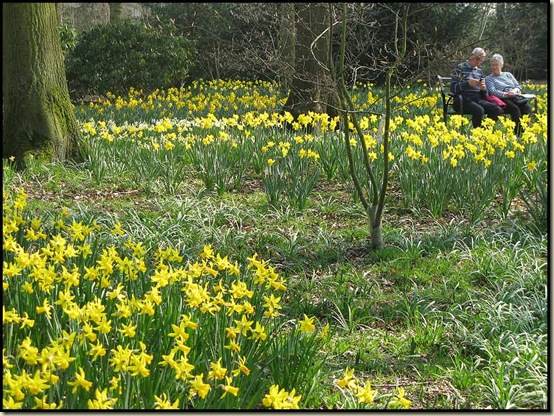 Daffodils in Dunham Massey Winter Garden