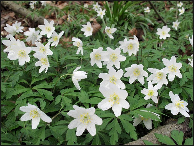 [0345anemone1[1].jpg]