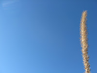 Guadalupe 2009 096.jpg
