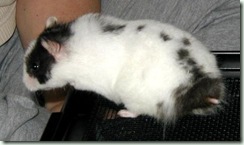 bandedspot bandedspot