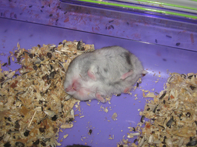[hamster dormindo[1].png]