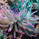 Giant anemone