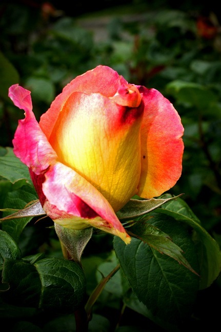[AR10062copy_edited1[1].jpg]