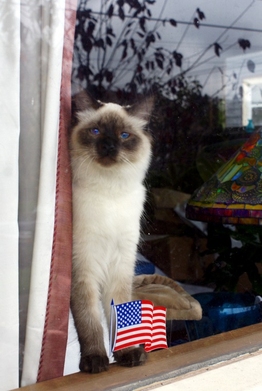 [cat in window[7].jpg]