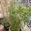 Bamboo Bush