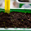 garyhodgson's Mini Propagator #2 garden