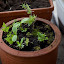 garyhodgson's Mini Mystery garden