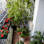 garyhodgson's Front Balcony garden