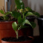 Hoya Cutting 2