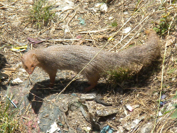 Spotting Image 1
