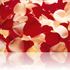 rose-petals-wallpaper_1280x960_78291