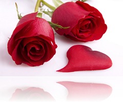 beautiful-rose-flowers-30