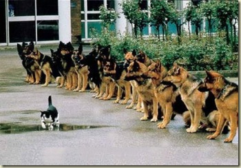 cat_police_dogs