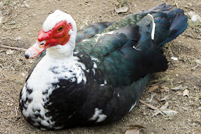 del del