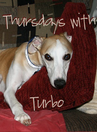 [Thursdays with Turbo-1[9].jpg]