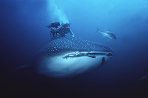 whaleshark.jpg