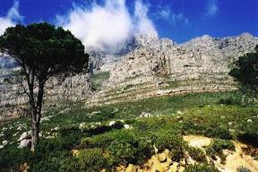 Looking up at Table Mountain.jpg