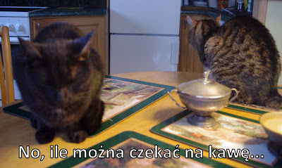 kot koty kotki kotmix kawa komiks