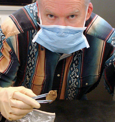 Dr. Dennis Jenkins examines a human coprolite recovered from Paisley Caves.