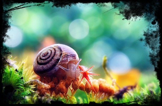 caracol
