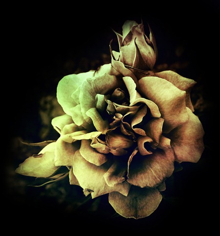 [____The_Mother_____by_kharax6.jpg]