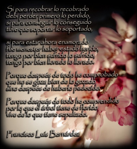 [In_Bloom_by_your_reality[1].jpg]