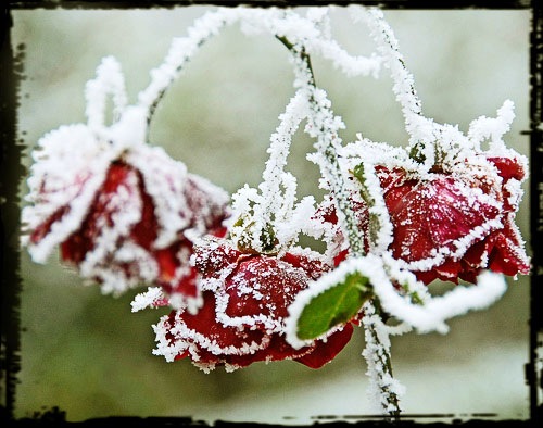 [nieve y flores