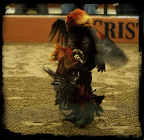 Pelea_de_Gallos