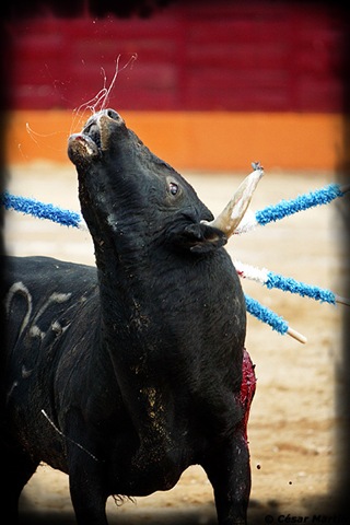 [BASTA_de_dolor_y_sufrimiento__by_CesarMartin[4].jpg]