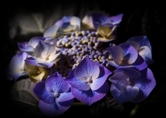 [blue_flower_by_Marie_Ange12.jpg]