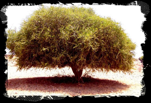 Argan