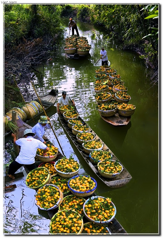 Những  ảnh đoạt Giải Cuộc Thi Festival trái cây Vietnam  An_thumb